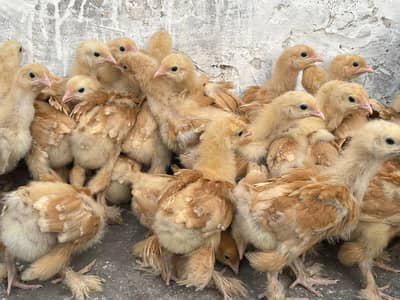 goldenbuff chicks. 03156455085