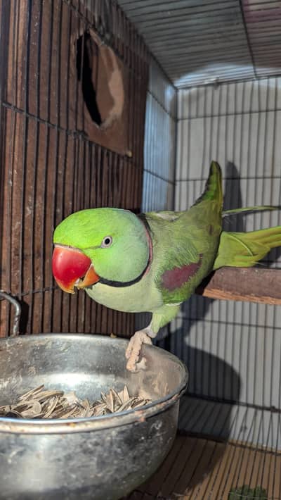 RAW PARROT BREEDER PAIR