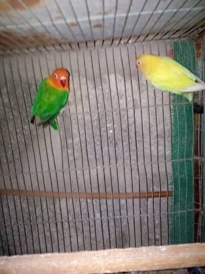Love birds for sale pair price 3000 and jawab pair for sale 2000
