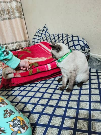 Litter trained cat  vaccinated hai proof mojood hai hamara pas