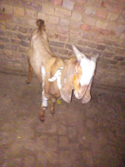 bakra for sale 2 dant h full healthy and active