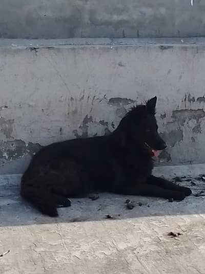Black coat german shephard pedigree