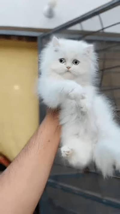 Persian kittens