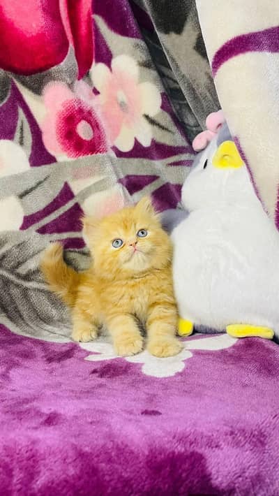 Persian good breed kittens avail. WhatsAp= 03103699468