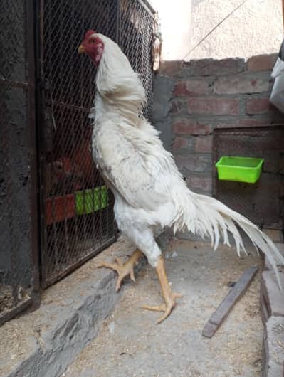 shamo | white shamo | German shamo | aseel shamo | o shmao