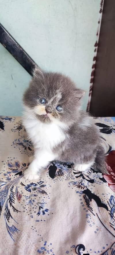Persian good breed kittens avail. WhatsAp= 03103699468