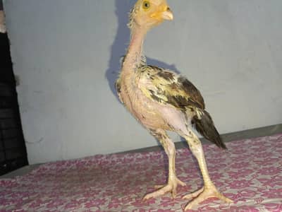 |Milan wali Aseel | keeli Tajaa