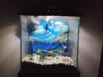 Fish Aquarium Available for Sale