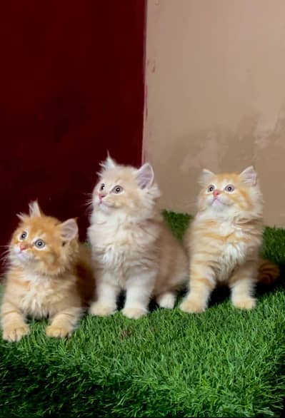 Persian good breed kittens avail. WhatsAp= 03103699468
