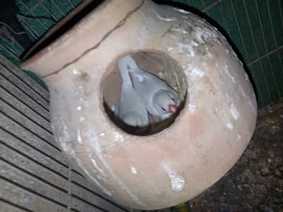 Jawa breader pair for sale price 2500