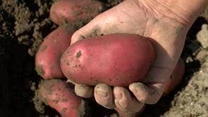 Potato available in wholesale price