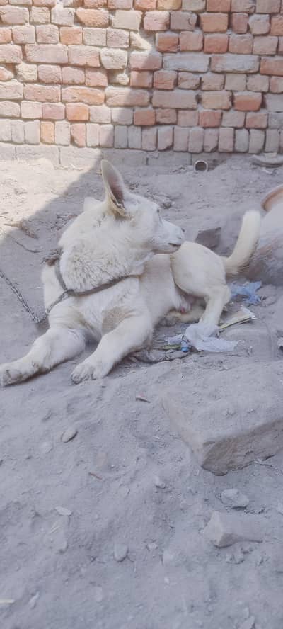 Pista or boli ka cross hai. .