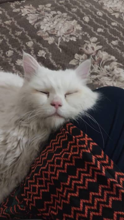 blue eyes persian white cat