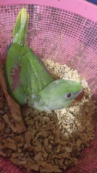 Kashmiri raw Karachi breed local ring