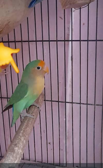 bird for sale  breeder pair raheem chowk kumharanwala