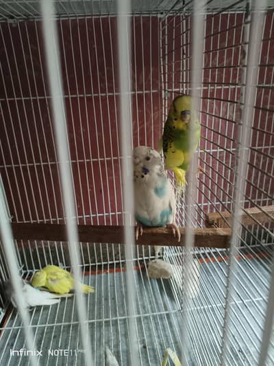 Budgie Pair Available