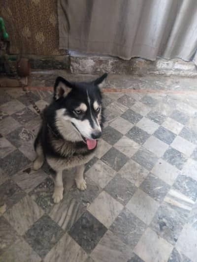 paso ki zarurt ha es ley sail kar Raha Hun