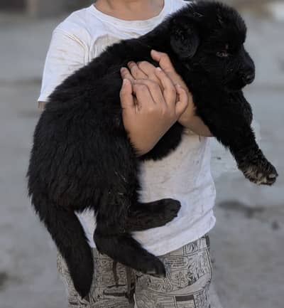 German shepherd long coat full black puppy