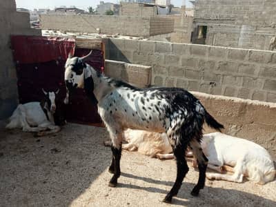 kamori betal khasi bakre