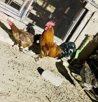 2 young murgiya or ik murga