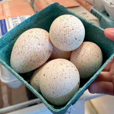Turkey fresh eggs available