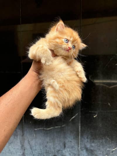 Persian good breed kittens avail. WhatsAp= 03103699468