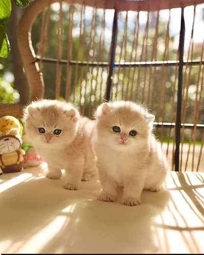 Persian good breed kittens avail. WhatsAp= 03103699468