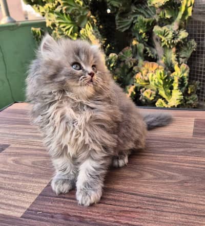 Persian good breed kittens avail. WhatsAp= 03103699468