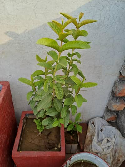 Amrood plant