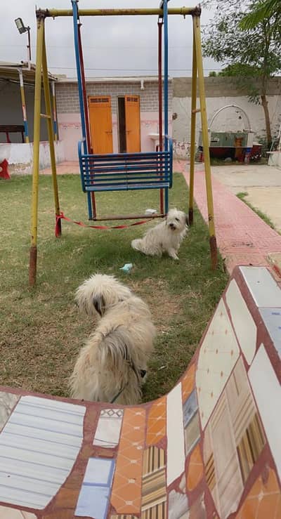 Mix of Shitzu Poodle