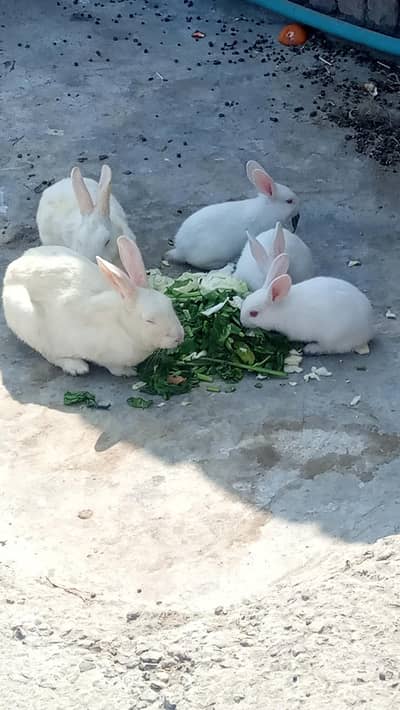 hybrid rabbits