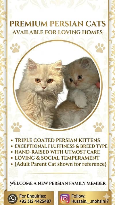 Premium Persian kittens