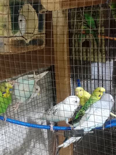 java  and budgie