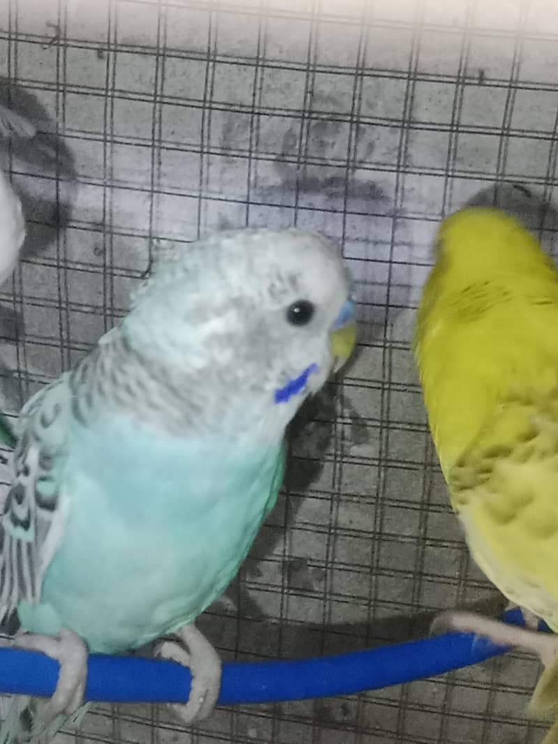 java  and budgie 5