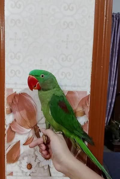 Kashmiri Raw Alexander Parrot Patha Male For Sale