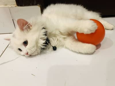 White Persian Kitten - 3 months old - With Accessories - Vaccinated