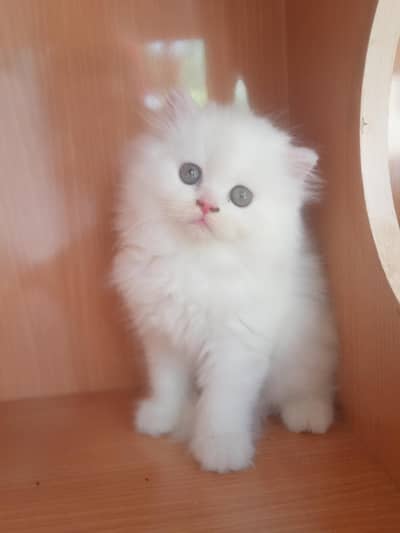 punch face Himalayan