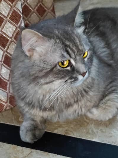 Persian Friendly Cat looking for shelter