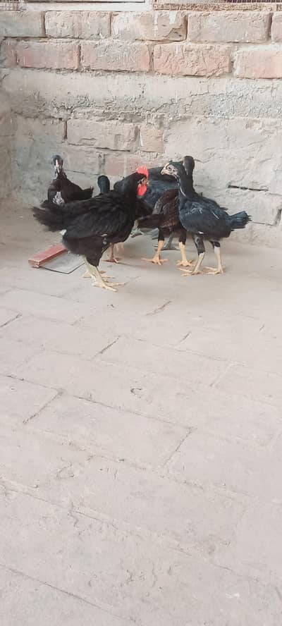 Australorp and Aseel cross chicks age  1.5 months to 02 month