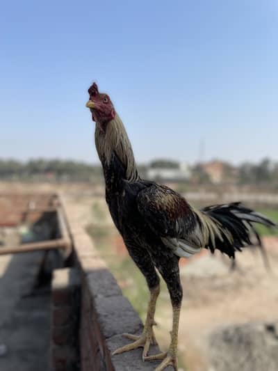 Jawa murgha for sale