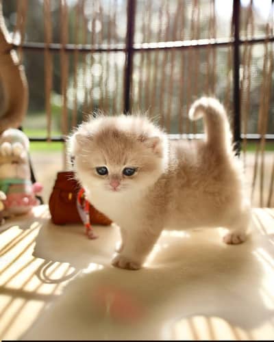 Persian good breed kittens avail. WhatsAp= 03103699468