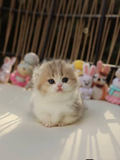 Persian good breed kittens avail. WhatsAp= 03103699468