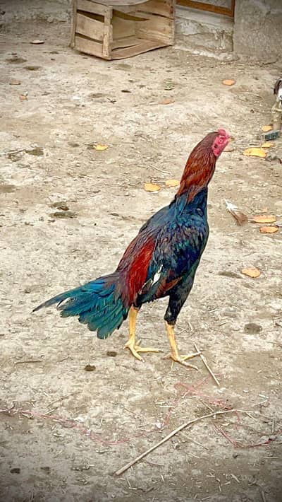 Pure Sindhi Aseel pair for sale