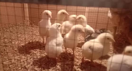 ASEEL/CHICKS/SHAMO/CROSS/CHICKS/PURE/GERMAN/O SHAMOO/CHICKS FOR SALE