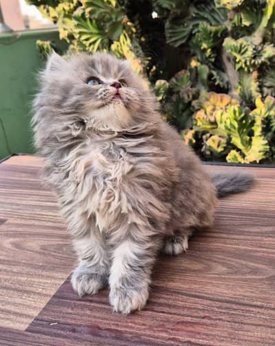Persian good breed kittens avail. WhatsAp= 03103699468