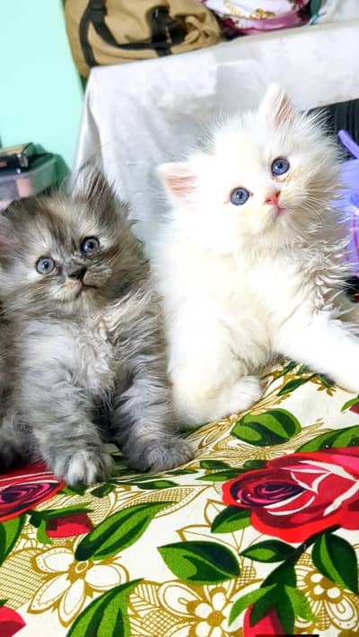Persian good breed kittens avail. WhatsAp= 03103699468