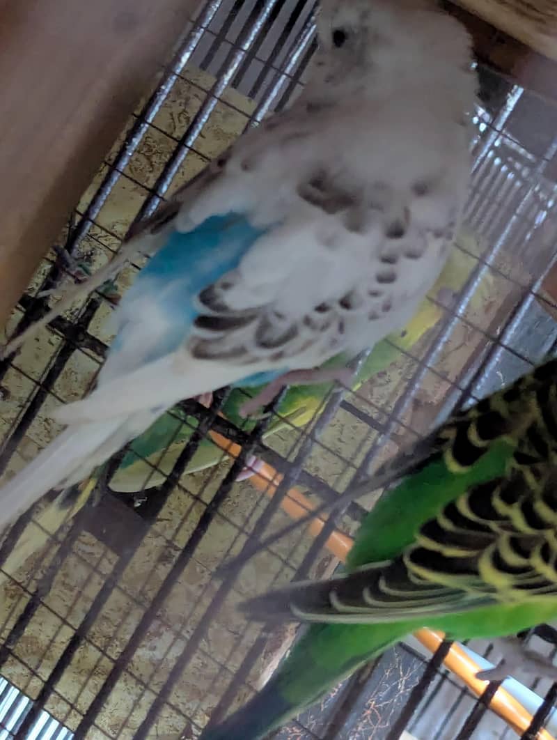 java and budgie 3