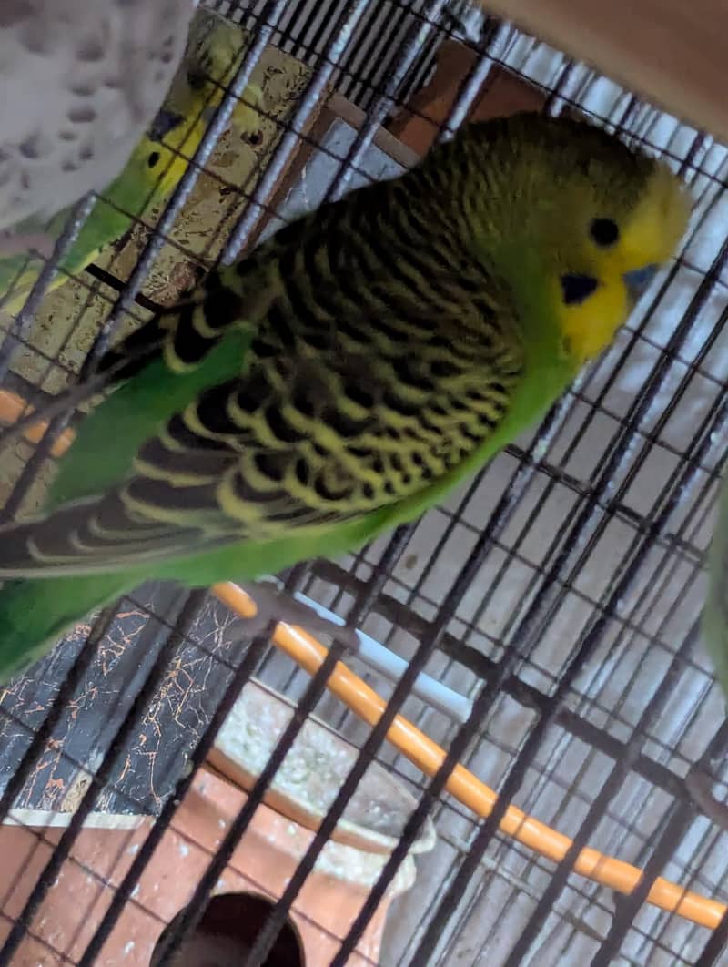 java and budgie 4