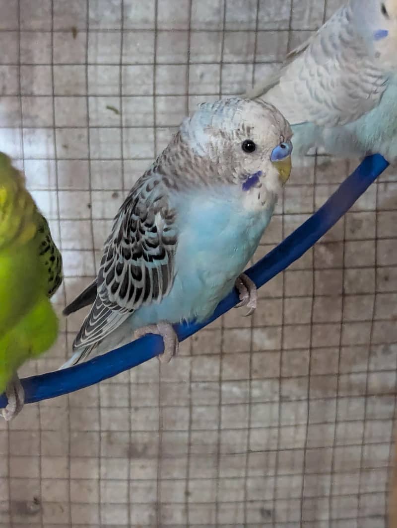 java and budgie 9