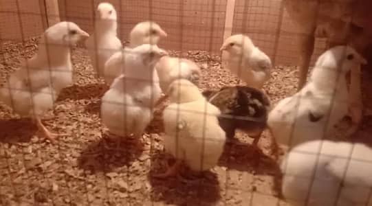 O SHAMO Chicks /SHAMO CROSS CHICKS / ASEEL CHICKS For sale